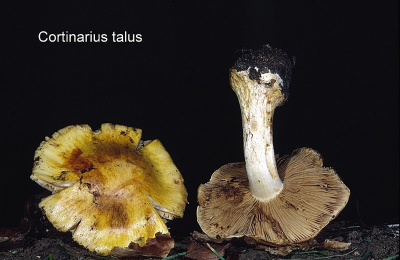 Cortinarius talus-amf564.jpg - Cortinarius talus ; Syn: Phlegmacium talus ; Nom français: Cortinaire à talon
